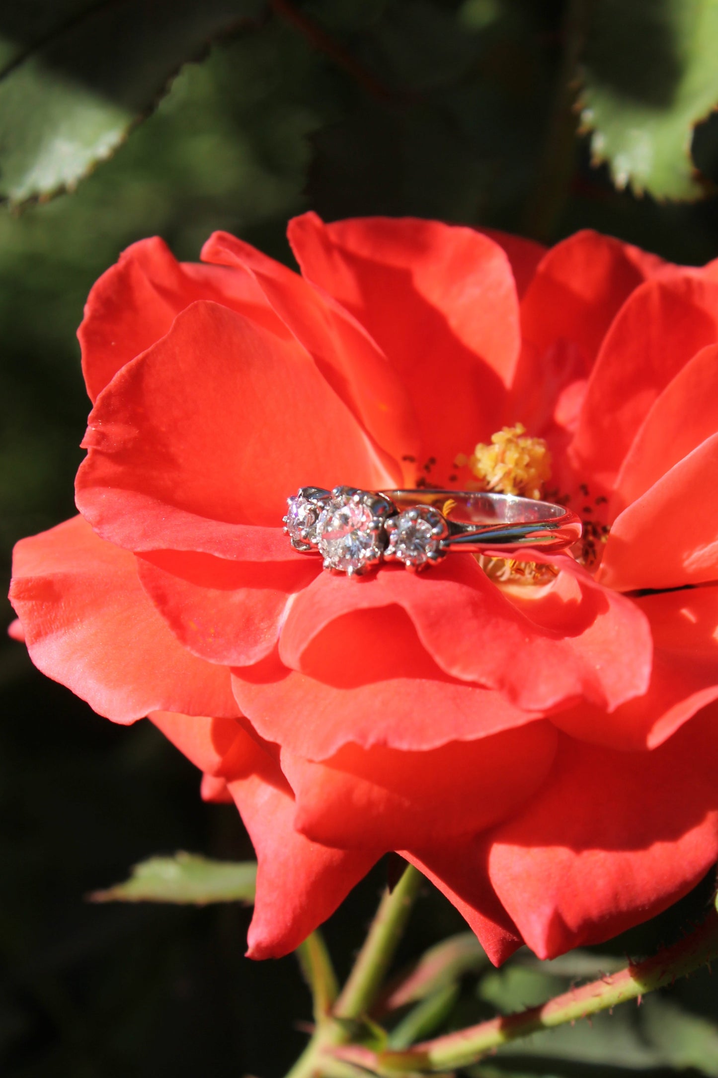 Anillo hecho a mano, platino y brillantes.